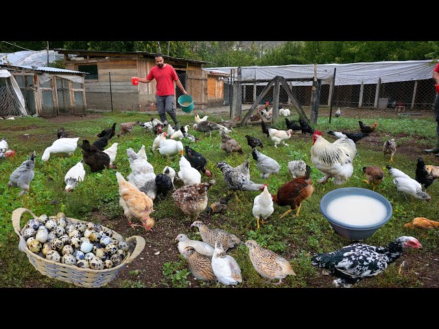 Breeding Quail for Eggs for Businesses - My Roaming Chicken Farming Tips - Egg Collecting - Farm