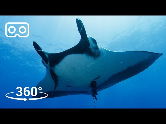 Dive with Giant Manta Rays in Mexico in 3D 360 | Our Blue Planet VR | BBC Earth