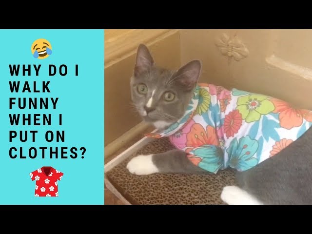 Cat Wearing Clothes Hawaiian Shirt Walking Funny Backwards