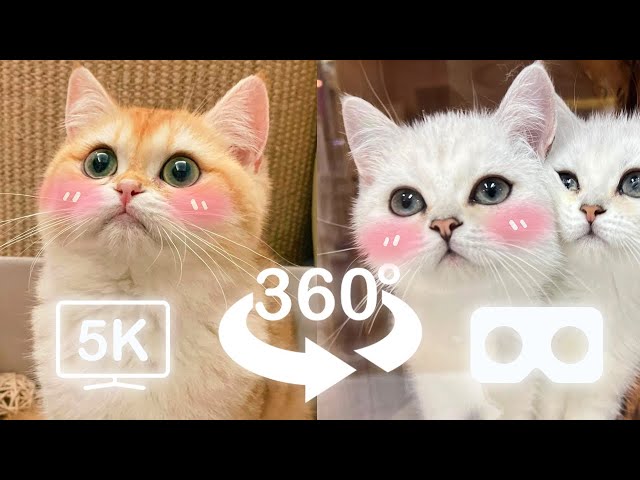 Cute Baby Cats keep Sniffing You | VR 360 Cat Video | 4K | Virtual Reality