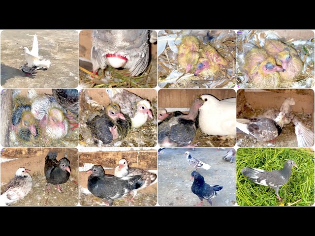 Growth Pigeons Baby 24 Days Progress 2025 / Rare Pigeons