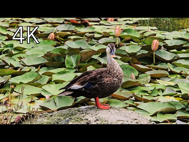 Seoul Botanic Park : Lake parks and gardens - 4K Walking Tour (part 2/2)