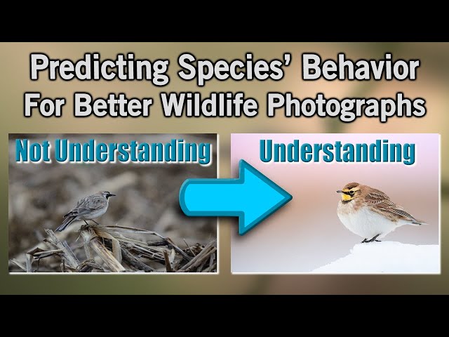 Improve Your Wildlife Photography by Predicting Species' Behavior