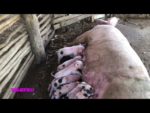 HERMOSA CRIANZAS DE CERDOS DE CESAR, UNA META  DE VALORAR. Co hacer crecer los chonchos, de pequeños