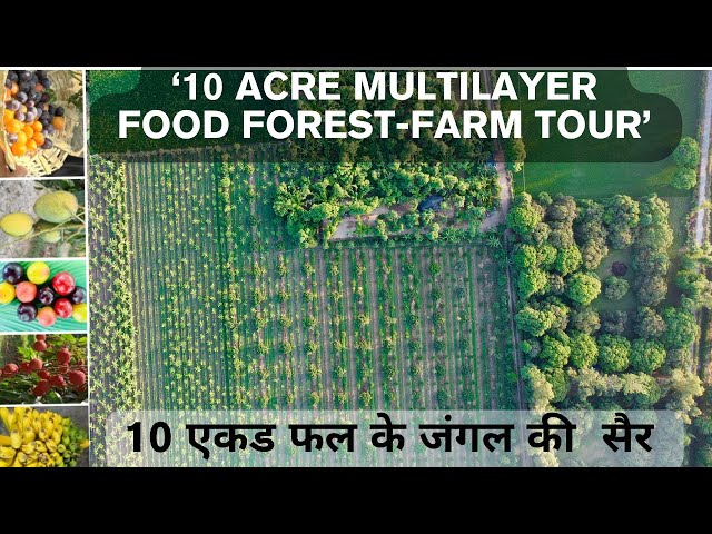 10 ACRE Multilayer Sustainable Food Forest Tour | फलो के जंगल की सैर  | Bhoomi Natural | Abhay Rod