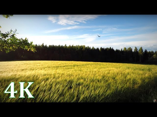 Field with Wind, Swallows, & Windchimes - Happy Summer moments 4K NO LOOP