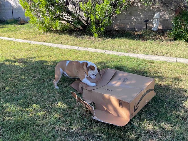 English Bulldog And Amazon Box