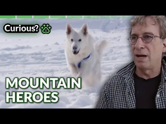 How Dogs Save Avalanche Victims | Dogs With Jobs