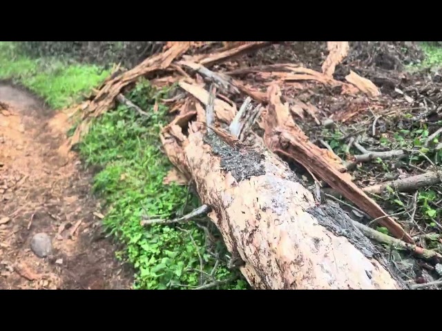 Fallen Tree of Point Lobos Trail Hiking (Nature Short Films)