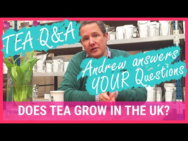 Does Tea Grow In The UK? - Tea Q&A with Andrew Gadsden