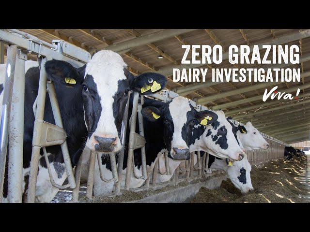 The Reality of Zero Grazing Dairy Farms Exposed