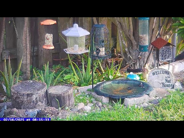 Florida Bird Feeder Live Camera HD