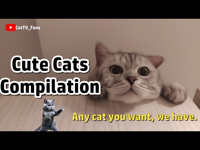 Cute Cat Moments🐈Cute Cats Compilation🐈Popular Cat Videos❤️Best Compilation-Ep01