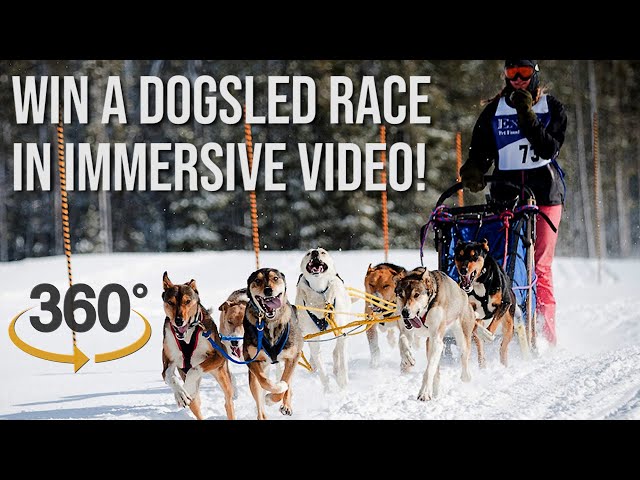 Get Behind A Dogsled As A VIRTUAL MUSHER in a SPRINT RACE! (360 (VR) IMMERSIVE VIDEO)