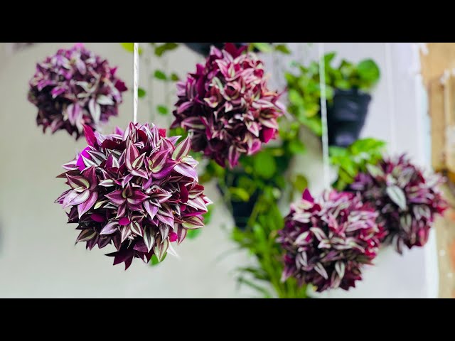 How to Make Mini Inch Plant Hanging Balls | Hanging Garden Ideas | Hanging Plants Ideas//GREEN DECOR