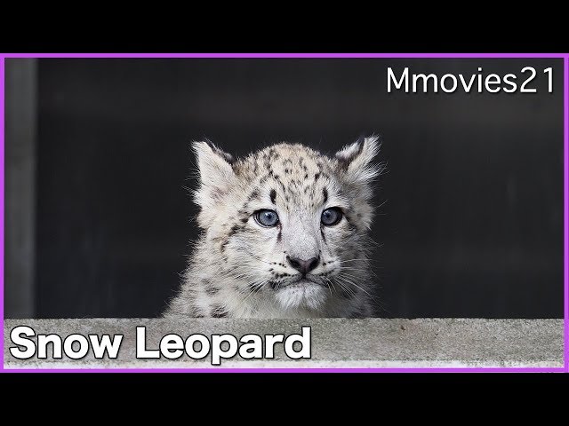 ユキヒョウの赤ちゃん 公開に向け訓練中 Snow Leopard cub