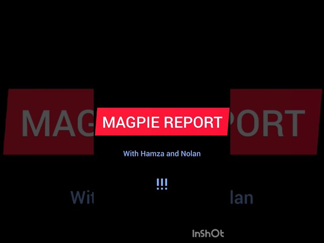 Remembering the Magpie Report Day with Hamza and Nolan #possum #magpies #wildlife