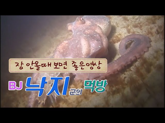 딱딱한 가재도 꿀꺽~ 같은 종족도 꿀꺽~ 공포의 포식자 낙지! (A predator of mudflats, Octopus)