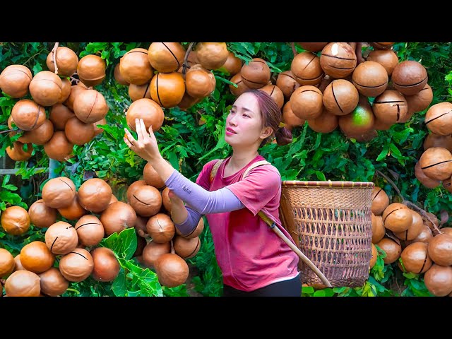 Forest Life | Harvesting Macadamia Nuts To Sell | Great Source of Nutrition You May Not Know