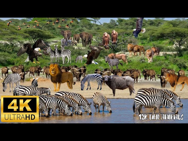 4K African Wildlife : Majestic Lions & Elephants ｜ Scenic Wildlife Film with Music