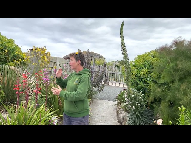 Gardening at the Minack - June 2022