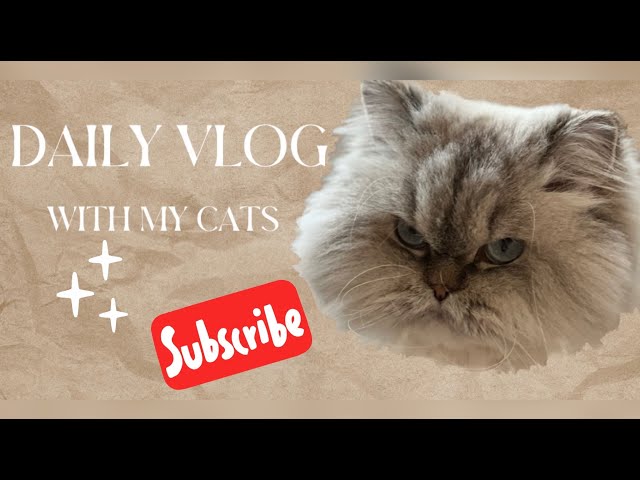 Daily vlog with baby cats . Funniest video cats 2023