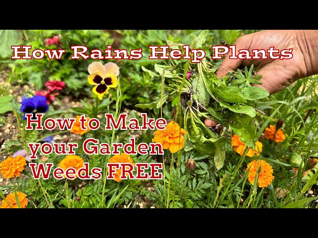 How Rain Helps Plants | Tips for a Weed-Free Garden & the Importance of Rainwater #garden #plants