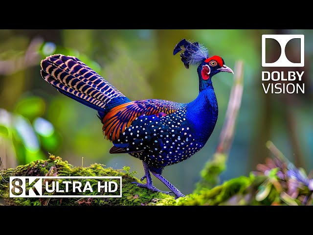 Natural World Birds 8K🕊️ Bird songs and music ease fatigue and anxiety