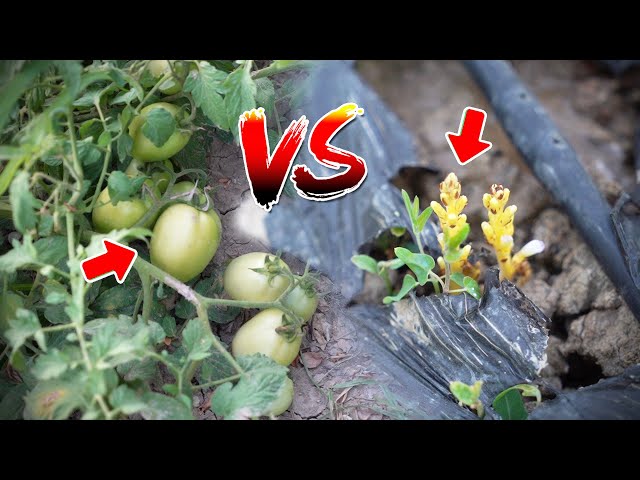 Tomato Paste and Wild Grass (Orobanş) Struggle | Guide to Getting Rid of Weeds