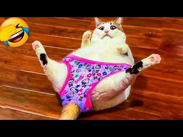 Funny Dogs And Cats Videos 2024 😅 - Best Funniest Animal Videos Of The week #527