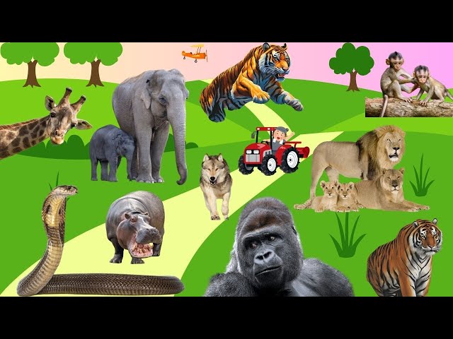 Jungle Animals name and their sounds for kids l Preschool/Toddler/Nursery animals learning