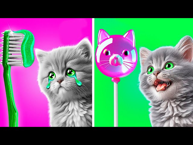 🐾 Cat Dental Disaster Fixed! 😺 | Creative Pet Hacks, Fun Fidgets & DIY Crafts by Meow-some! ✨