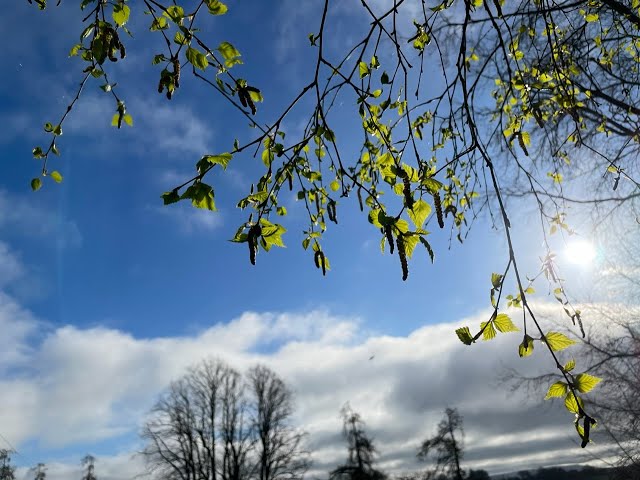 While I walked with ewes out to their field I admire birch leaf beauty