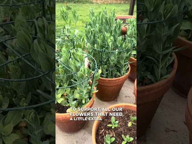 We love using peony cages in our container garden!