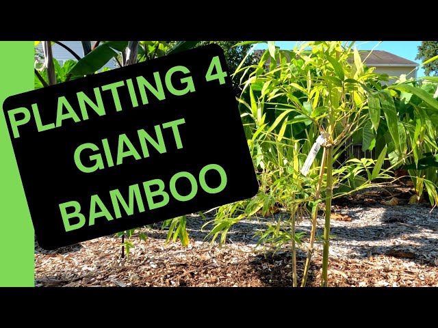 Bamboo Boom: Safely Planting 4 Giant Bamboo Varieties