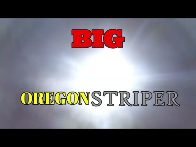 BIG OREGON STRIPER