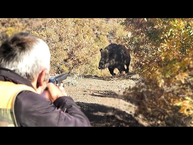 Full Aksiyon Muhteşem Domuz Avı / Full Action Spectacular Wild Boar Hunt