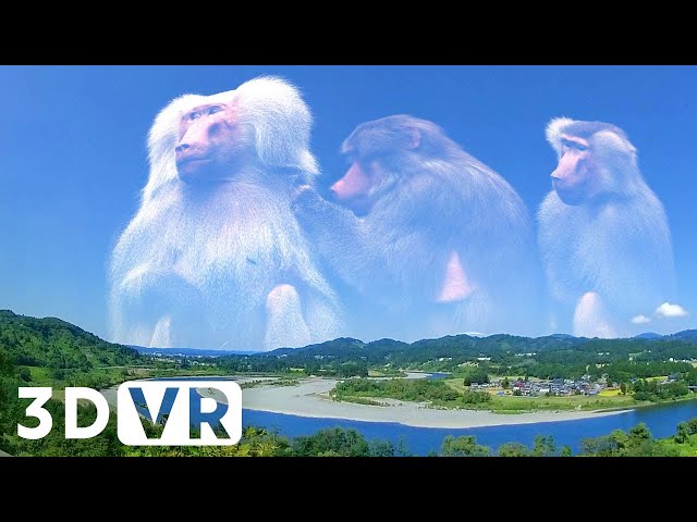 [VR180 3D] Giant Baboon | VR VIDEO