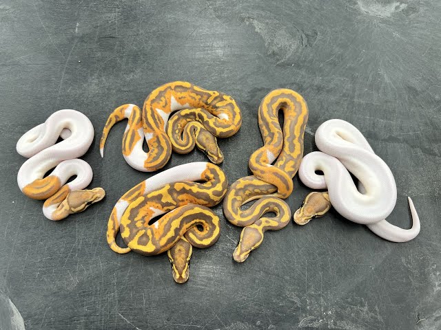 Hypo Ultramel Pied combos!  Triple Recessive + Co-Dom craziness!