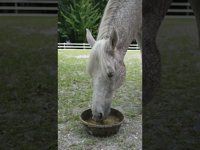 Horse Teeth Cutting