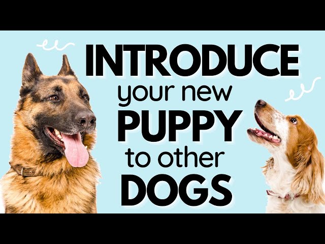 How to Introduce Your New Puppy into a Home with Other Dogs