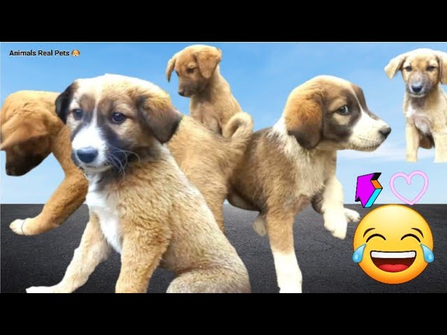 Cute puppy Dog 🐕藍🤣 funny videos | dog videos | funny puppy videos 2024 | dogs funny videos