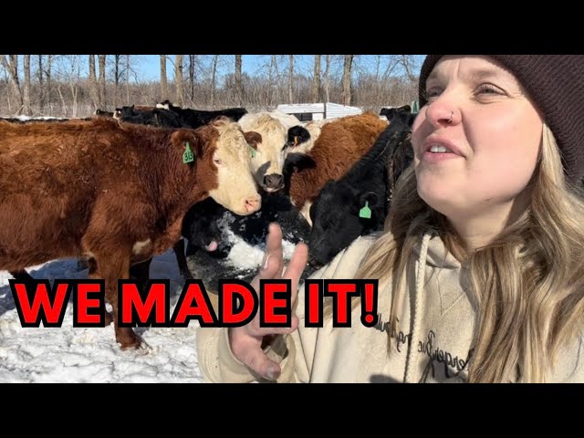 We made it past the cold snap | calves are coming SOON!