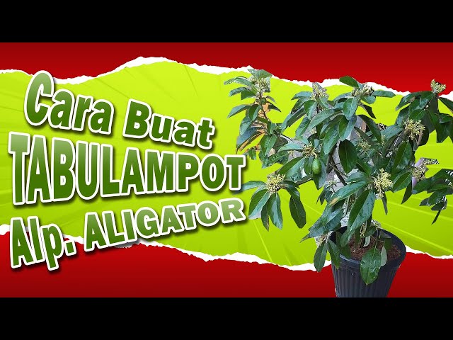 Cara Mudah Menanam Alpukat Aligator di POT