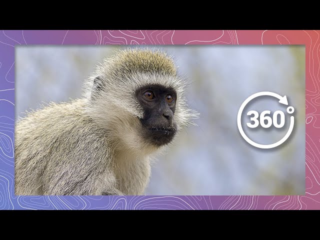 Monkey Food Fight | Wildlife in 360 VR