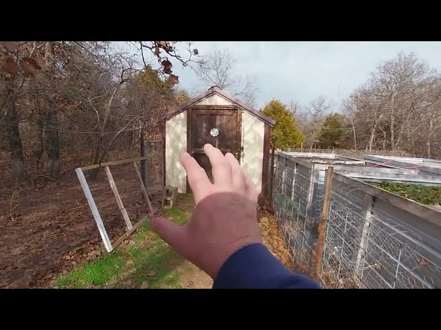 RELOCATED ALL THE CHICKENS | LUCKY REMEMBERS HE CAN FLY.