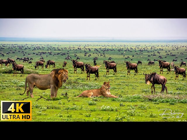 4K African Wildlife: Mudumu National Park, Namibia - Scenic Wildlife Film With African Music