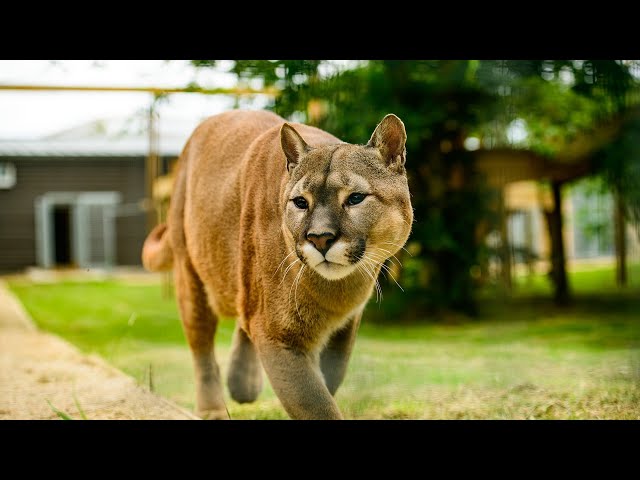 Nigel the Puma settling into new enclosure