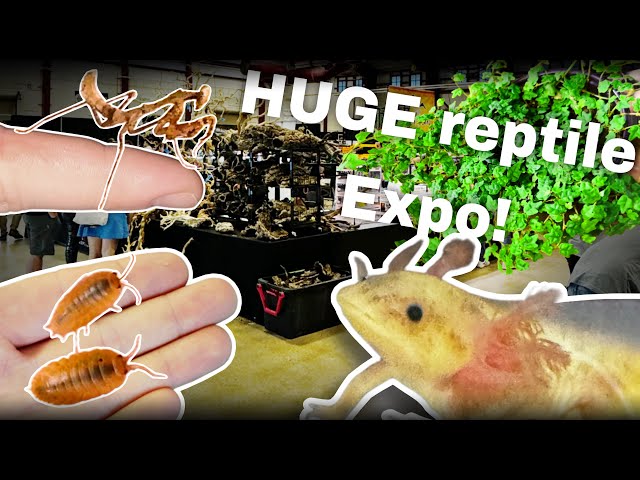 I went to one of the BIGGEST reptile expos, here’s what I got (All American reptile/plant expo)