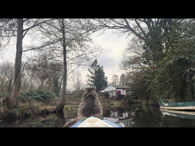 Caturday Kayaking with Louis – A Magical Encounter with a Kingfisher! 🛶 🐦 ✨